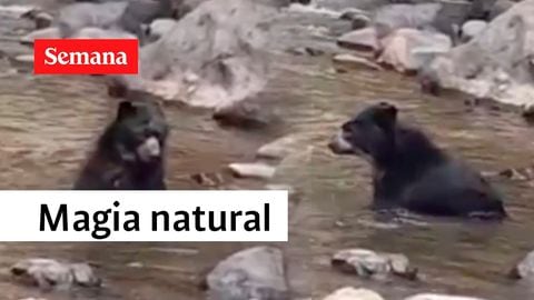 Magia natural, oso andino