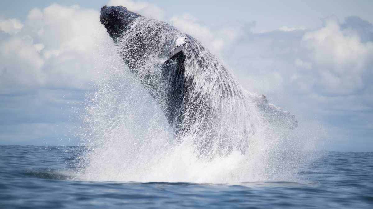 Las ballenas jorobadas visitan las aguas cálidas de los Parques Nacionales Naturales Gorgona, Uramba Bahía Málaga y Utría.