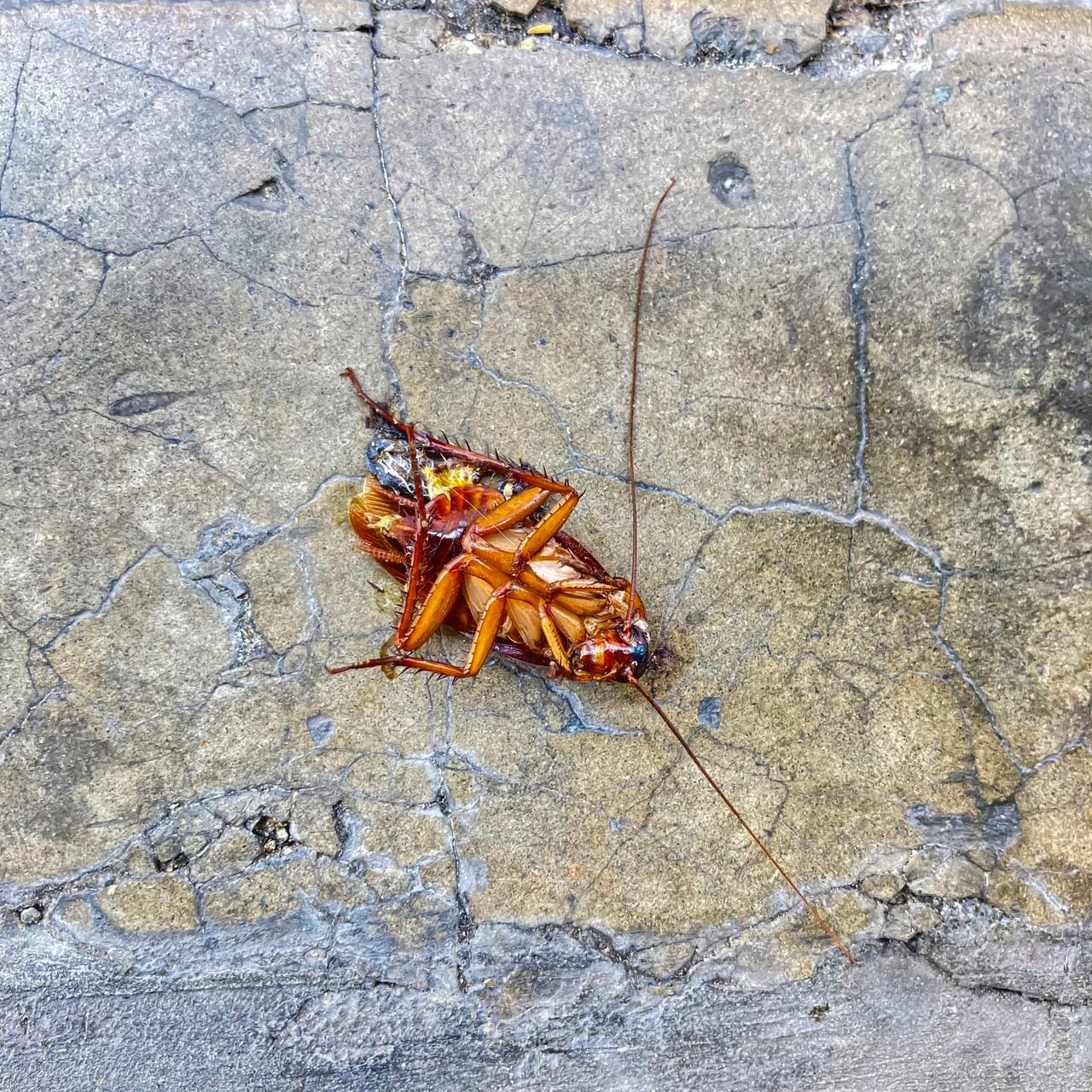 Dead cockroach on the street of Caracas city