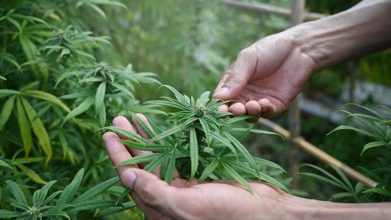 Cannabis medicinal: se incluyó en la lista de medicamentos cubiertos con recursos públicos
