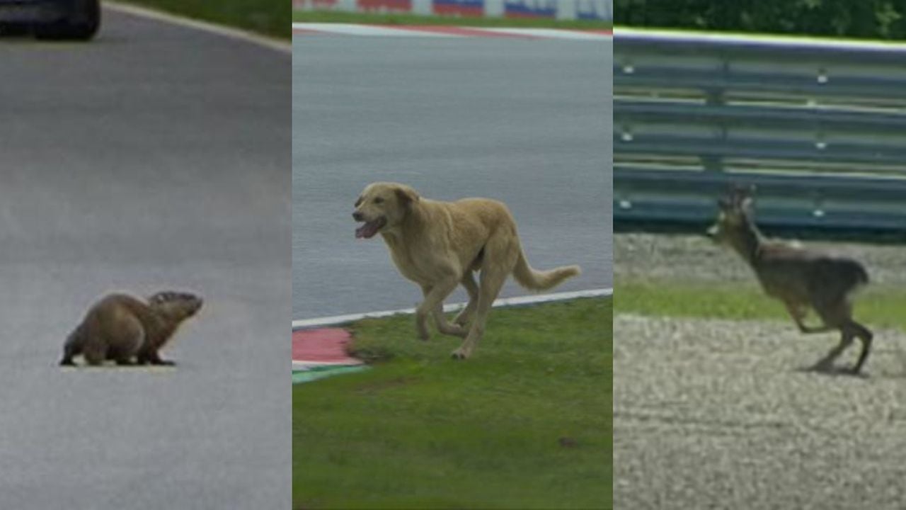 Animales F1