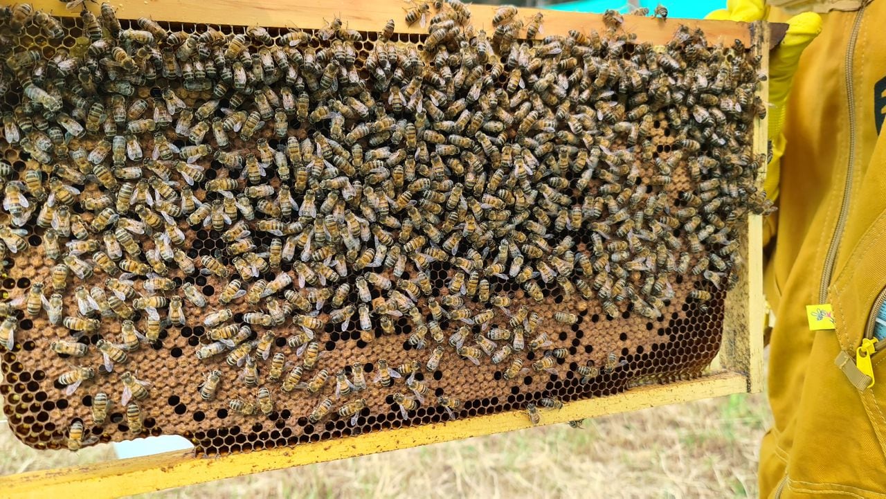 Desde el mes de agosto, el Ecoparque Sabana se ha encargado de la protección de siete colmenas de abejas para recuperar ecosistemas locales.