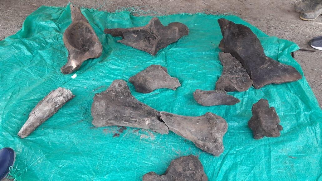Los restos del mastodonte que fueron extraídos de la mina.