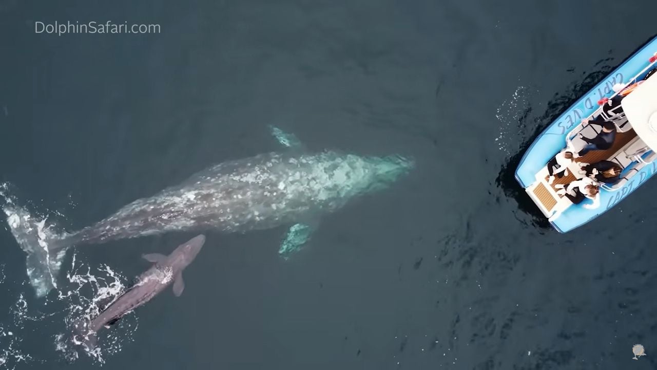 Una ballena gris da a luz frente a un barco turístico en California