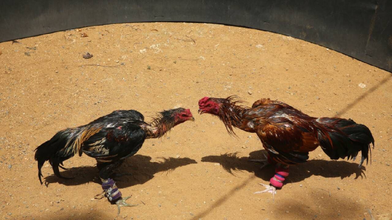 Veracruz fue el primer estado en México que prohibió las peleas de gallos.
