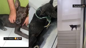 Caso de maltrato animal en Cartagena