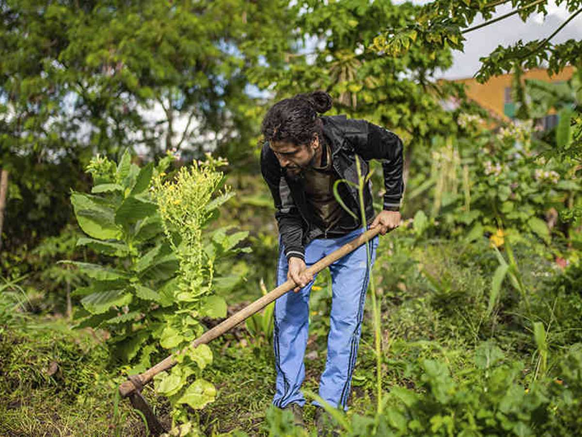En las huertas del barrio Nueva Colombia, en Bogotá, y en las de la red de huerteros de Medellín, se siembra sin emplear agroquímicos.