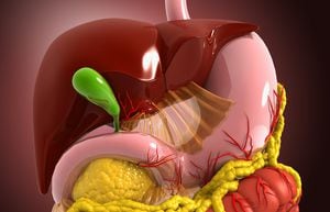 Vista de cerca del sistema digestivo humano. Hígado, estómago y páncreas. Ilustración 3d