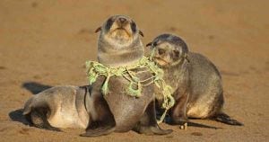 Los desechos de la pesca, como redes, líneas y aparejos, son más peligrosos para animales más grandes, sobre todo para focas y leones marinos. Foto: Getty Images