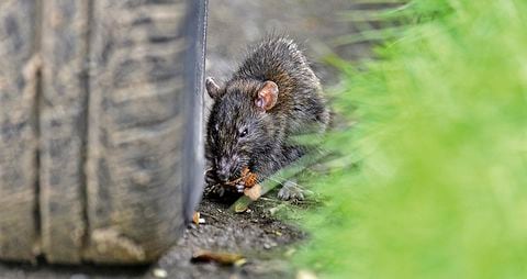 En diferentes sectores de la ciudad existen madrigueras donde los roedores se están reproduciendo rápidamente. Las obras y el mal manejo de las basuras, algunas de las causas. 