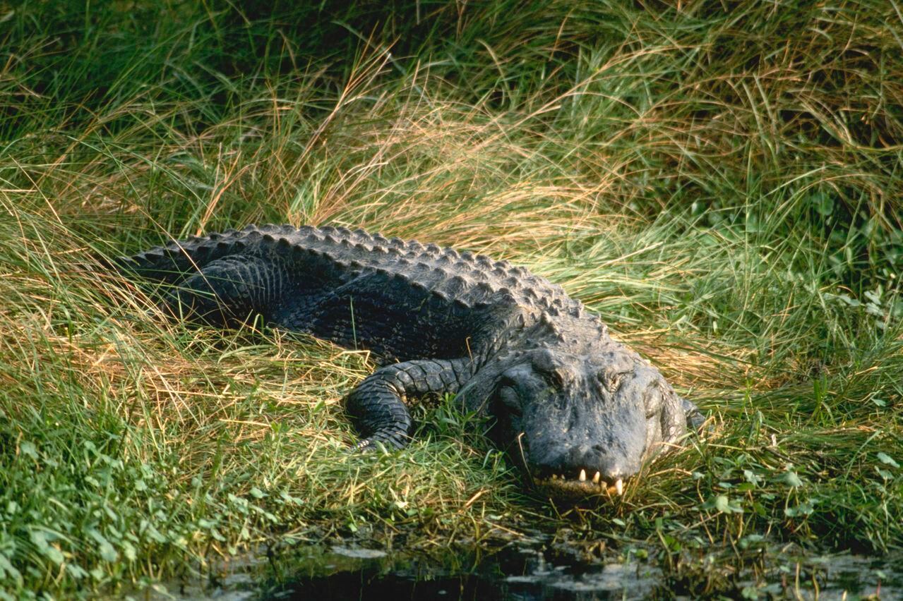 Los caimanes son visitantes recurrentes en el Estado de Florida.