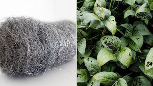 Las esponjas de acero pueden ayudar a mantener en perfectas condiciones tus plantas