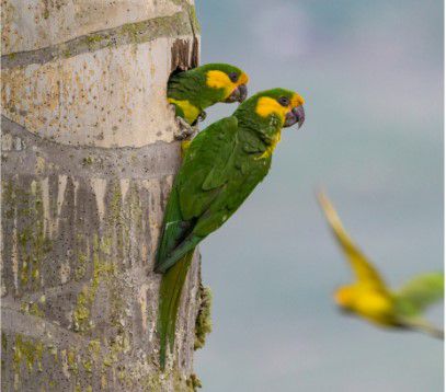 Loro orejiamarillo, en vía de extinción