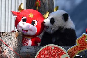 Un bebé panda sube a una exhibición para el próximo Año Nuevo Lunar del Buey en el Centro de Conservación e Investigación del Panda Gigante de China en la Reserva Natural de Wolong en la provincia de Sichuan, suroeste de China, el miércoles 3 de febrero de 2021. Diez pandas bebés fabricados su debut en la principal reserva de pandas de China en el suroeste del país el miércoles por la mañana antes del Año Nuevo Lunar. (Chinatopix vía AP)