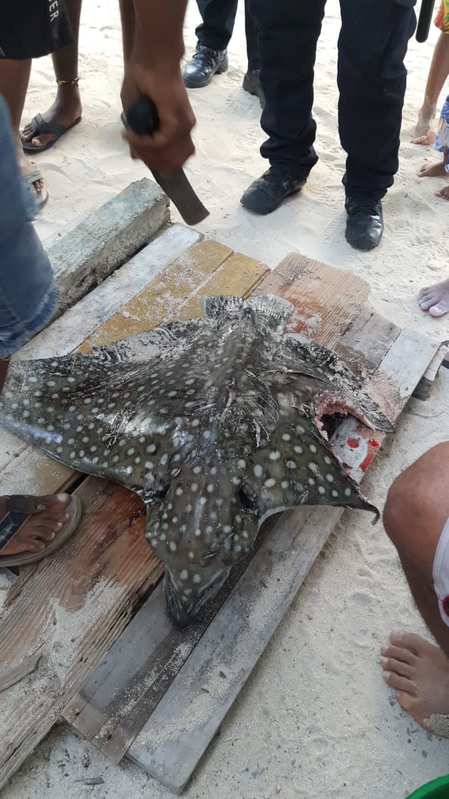 Tiburón atacó a una mantarraya en playa de San Andrés