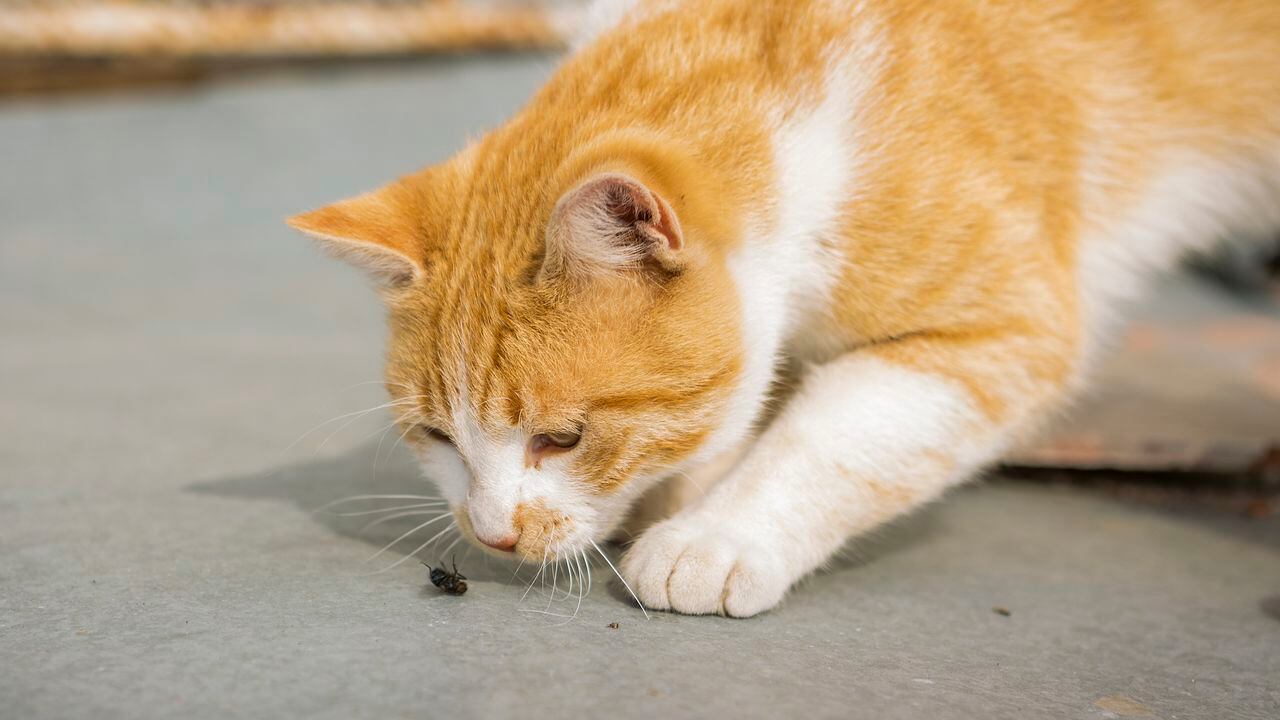 Gato comiendo insectos