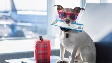 Bark Air, aerolínea para perros.