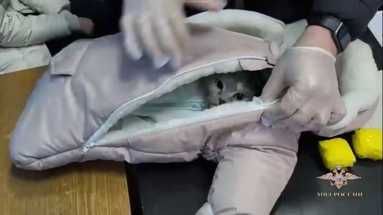 Una sorpresa se llevaron las autoridades rusas, luego de que se descubriera a una mujer que pretendía hacer pasar a un gato como bebé para transportar droga.