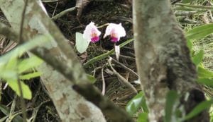Orquídea especie en vía extinción fue hallada en el Valle del Cauca.