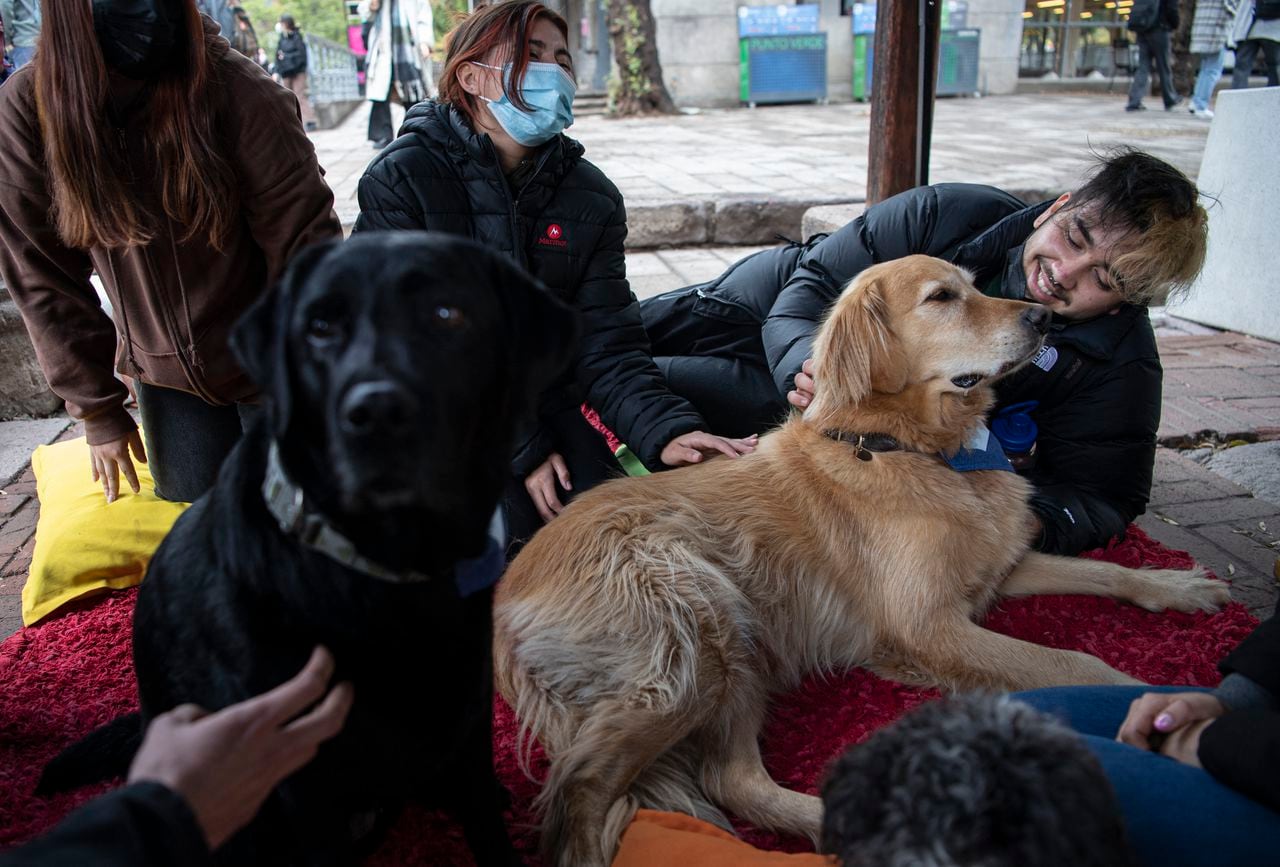 Terapia con perros en universidad de Chile
