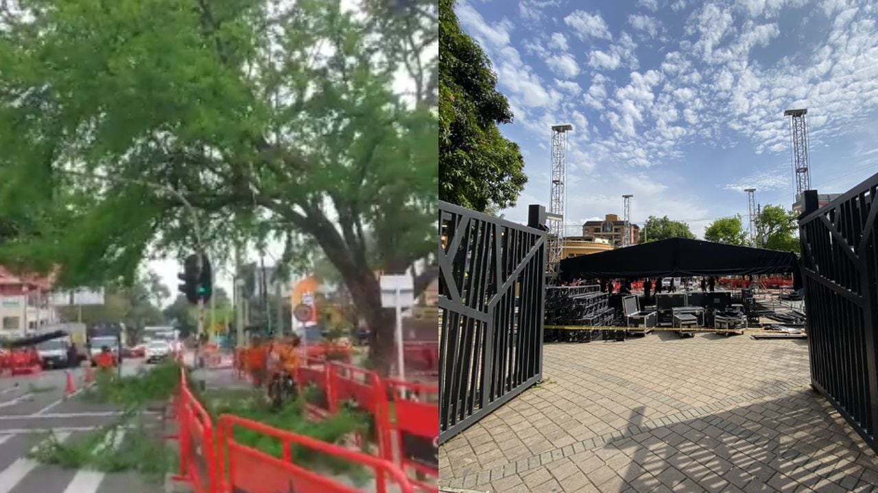 Polémica en Medellín por árboles podados en escenario cercano de la Feria de las Flores.