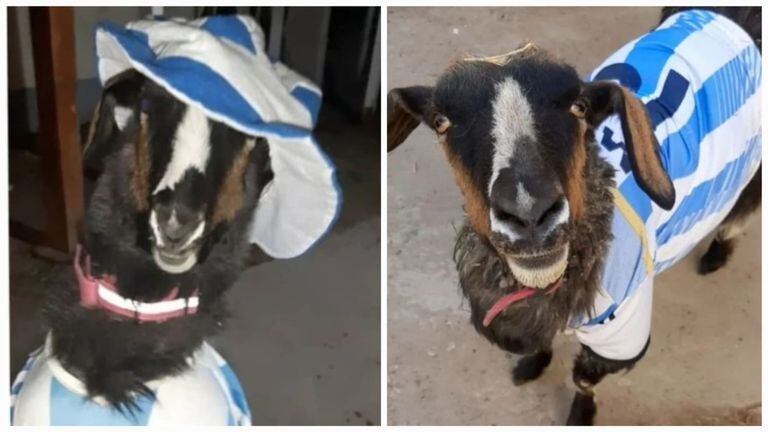 Una cabra argentina espera algún día tomarse una foto con Lionel Messi.