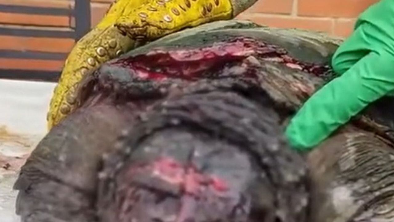 La tortuga fue herida con 20 machetazos.