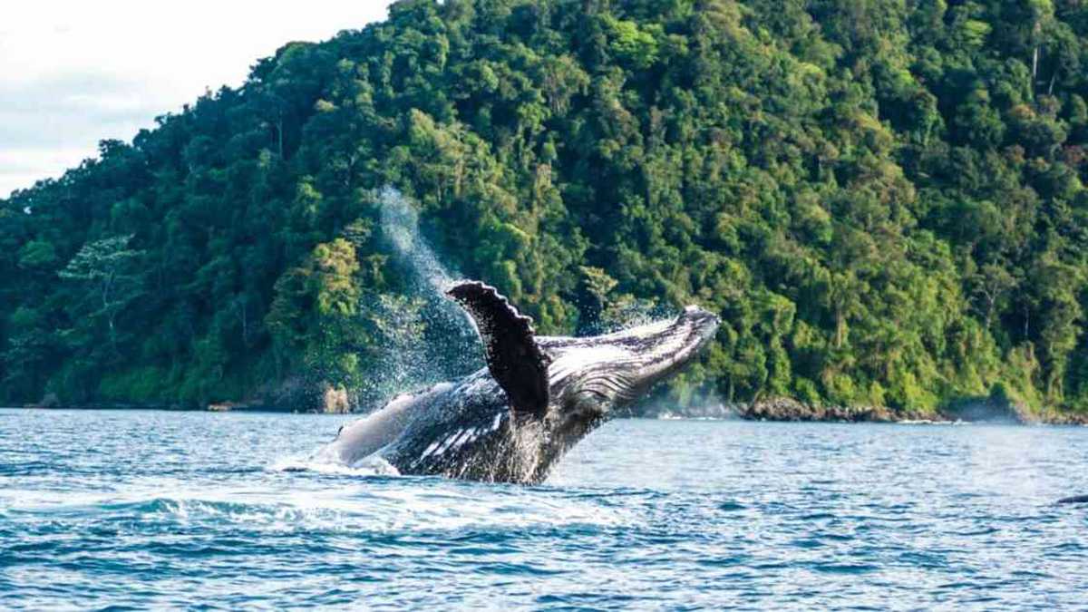 Las ballenas jorobadas podrán ser observadas durante cinco meses en el Pacífico colombiano. Foto: Parques Nacionales Naturales.