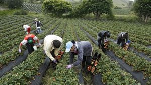 Los productores de frutas serán unos de los beneficiados con el el programa de apoyo a pequeños productores para la adquisición de insumos agropecuarios