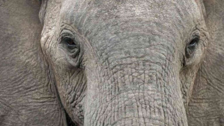 Los elefantes machos viejos tendrían un papel fundamental en la supervivencia de la especie.
