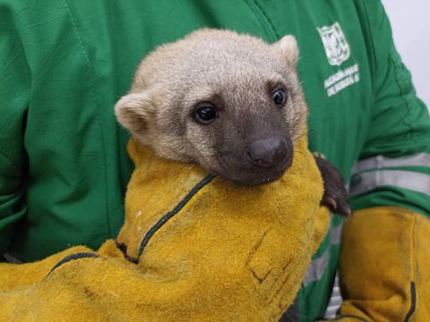 Un tayra queda en manos de la Secretaría Distrital de Ambiente luego de que un ciudadano de Suba lo entregara