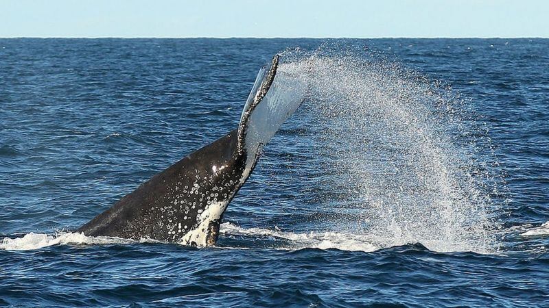 El estudio de la creación de la cultura incluye las ballenas jorobadas.