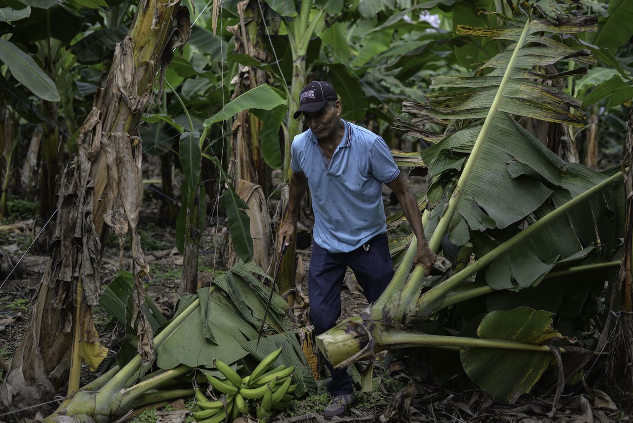 Un tribunal francés rechazó el 11 de mayo de 2022 una demanda presentada por cientos de ex bananeros nicaragüenses que buscaban la ejecución de una sentencia en su país que exigió a las empresas estadounidenses pagarles millones en compensación por los efectos de un pesticida.