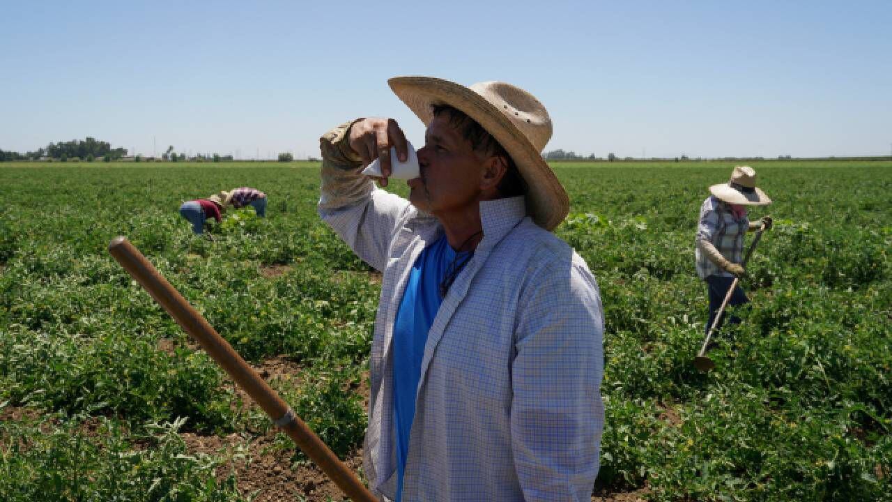 Trabajadores agrícolas soportan altas temperaturas mientras una ola de calor afecta el norte de California.