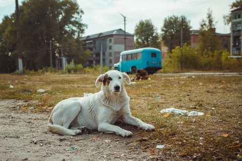 Perros en Chernobyl