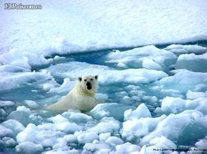 Especies como el oso polar, depredador del Ártico, están amenazadas por el calentamiento global que ha descongelado los glaciares.