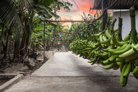 Actualmente hay unas 8.000 hectáreas sembradas de plátano y cerca de 2.000 productores que a su vez son importantes generadores de empleo. Cortesía Alcaldía de San Juan de Urabá.