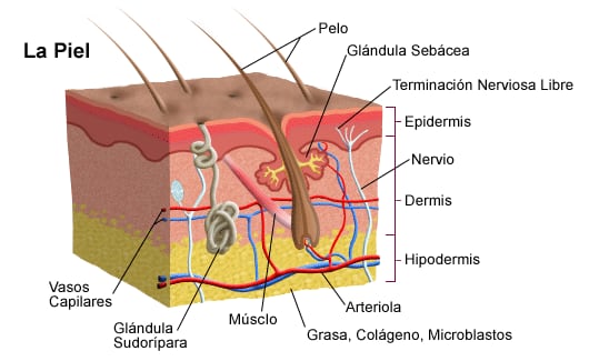Anatomía de la piel.