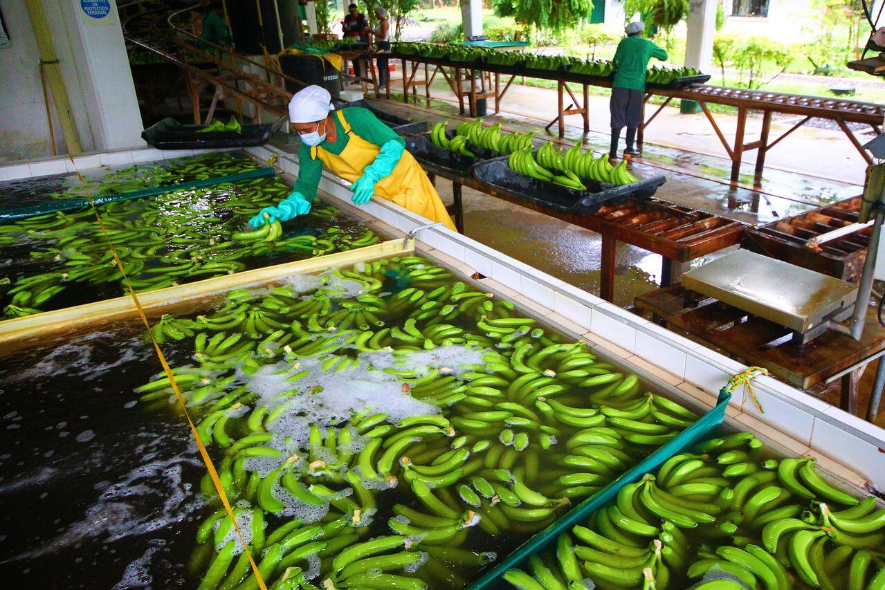 La Asociación de Bananeros de Colombia (Augura) se unió al llamado de productores y exportadores de la región para que entre todos los actores, se asuman los sobrecostos.