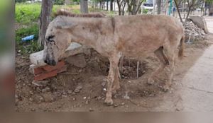 El Grupo de Protección Ambiental y Ecológica de la Policía Metropolitana de Cartagena registró el caso de maltrato animal a un burro.