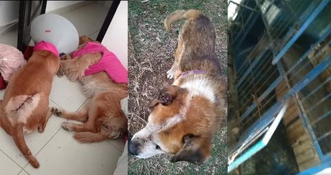15 perros maltratados y desnutridos, además de otras dos mascotas muertas, fue el saldo de la inspección a una supuesta "Guardería Canina" en Chía, Cundinamarca.
