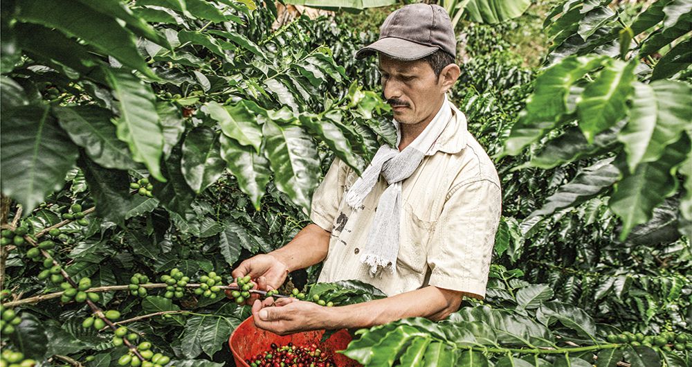 La pesca y el café son los dos subsectores con mayores decrecimientos al tercer trimestre de 2021. En el caso del grano, la menor producción ha impedido aprovechar los precios máximos que hay hoy.