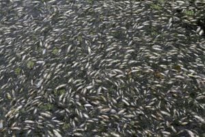 Miles de peces han aparecido muertos en el Lago Nigeen en Srinagar (India). El departamento de Pesca ha atribuido la muerte de los peces a un cambio de temperatura y a la falta de depuración de las aguas residuales del lago.
