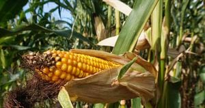 Colombia en la actualidad importa el 85 por ciento del maíz que consume, en su gran mayoría transgénico. Foto: Pixabay. 