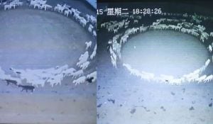 En el video de vigilancia se puede ver el extraño comportamiento de las ovejas marchando en el sentido de las manecillas del reloj en un círculo casi perfecto