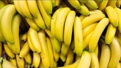 Bananos de la variedad Cavendish, la cual es utilizada por países productores para exportación.