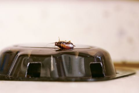 Las cucarachas suelen establecerse donde hay residuos humanos.