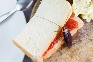Las cucarachas son insectos que pueden generar enfermedades.