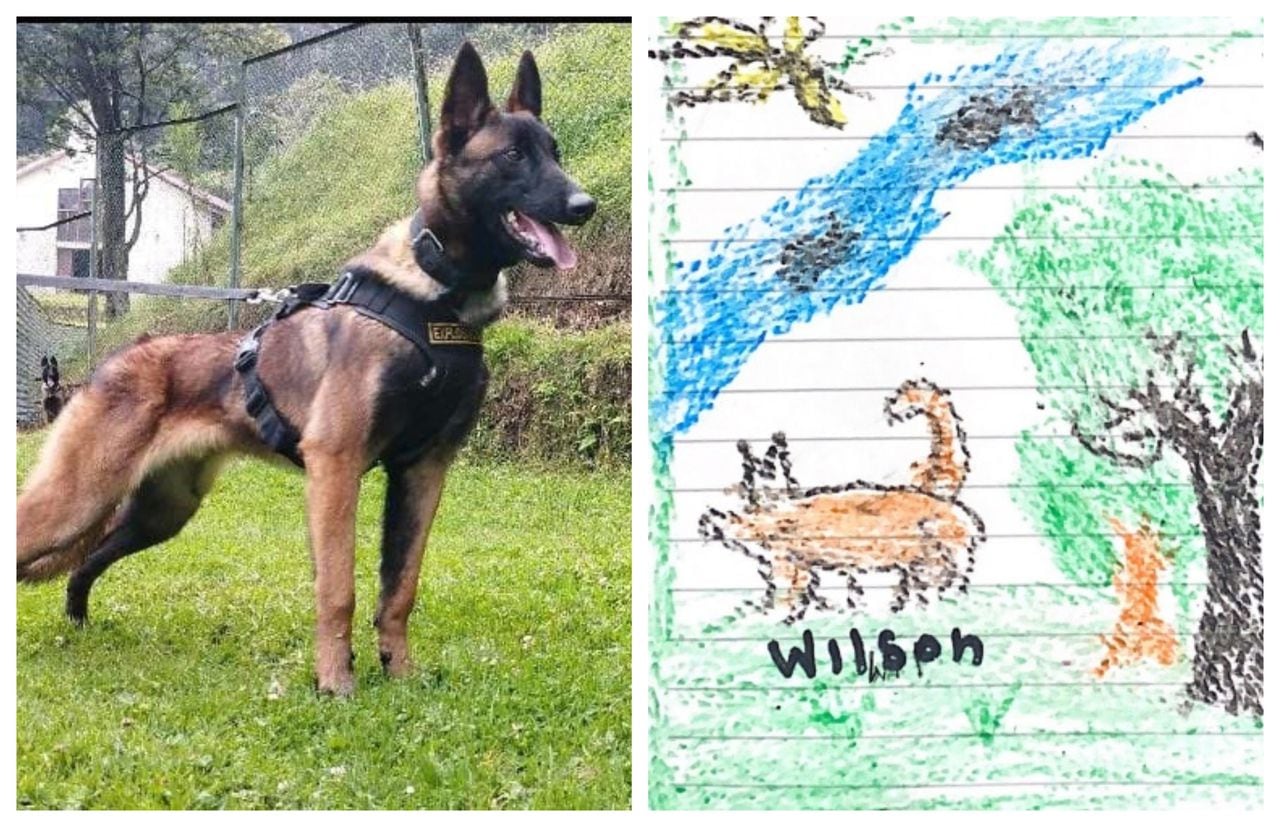 Wilson, el perro que ayudó a encontrar a los cuatro niños perdidos en la selva del Guaviare.