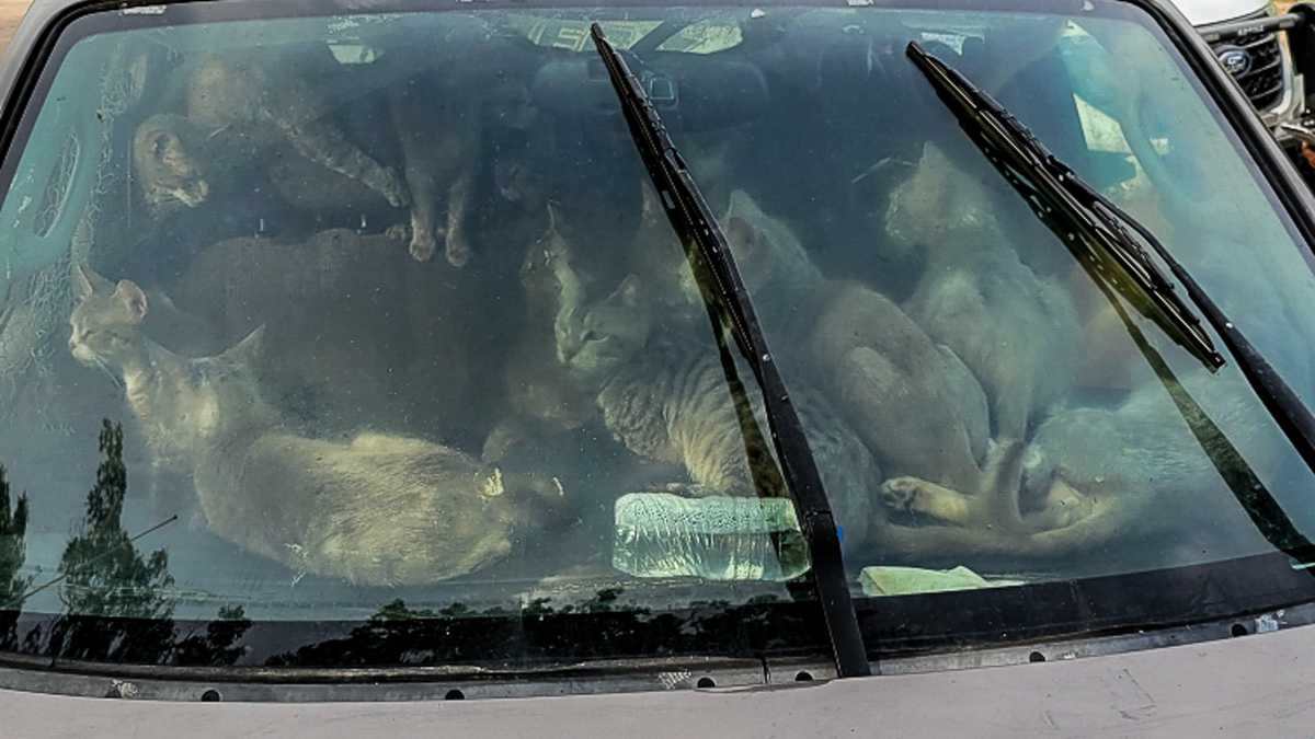 Bajo el intenso calor, hombre vivía en su carro con 47 gatos, esta es la razón